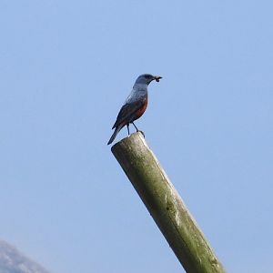 Blue rock thrush