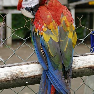 Scarlet Macaw