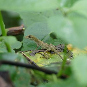 Anolis ID