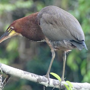 Rufescent Tiger-heron