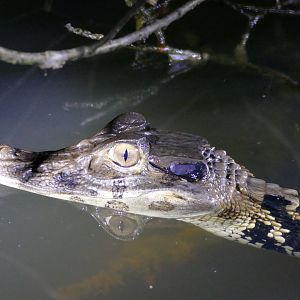 Black Caiman