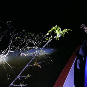 Black Caiman close to the boat