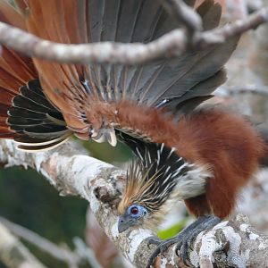 Hoatzin waving