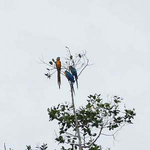 Blue-and-yellow macaw