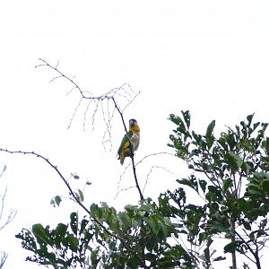 Black-headed parrot