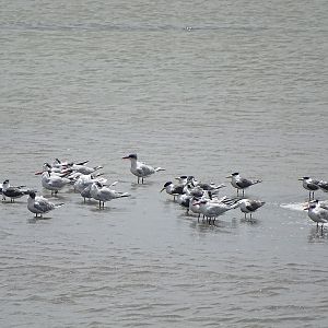 Great crested terns and Caspian terns.