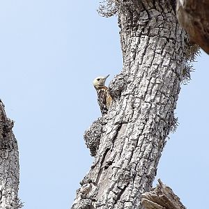 Yellow-crowned woodpecker