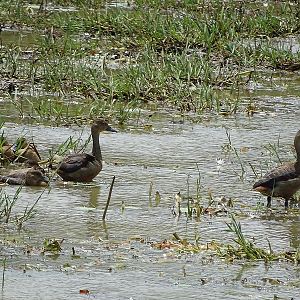 Lesser whistling duck