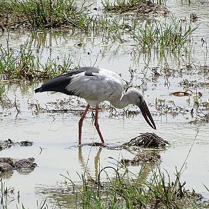Asian openbill