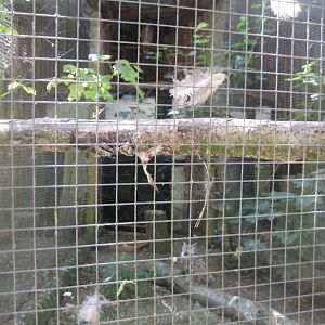 Frydenlund Fuglepark - Great horned owl aviary