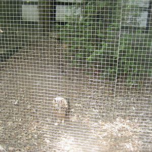 Frydenlund Fuglepark - Bengal eagle owl aviary