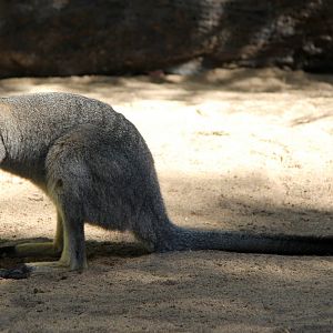western brush wallaby (Macropus irma)