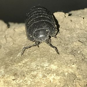 Aug. 2018- Armadillidiidae (Pill Bug)