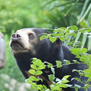 Colchester Zoo Sun Bear