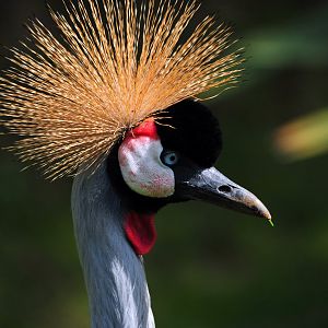 Colchester Zoo Crowned Crane