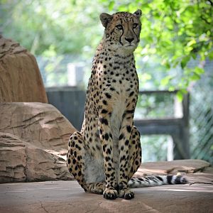 Colchester Zoo Cheetah