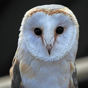 Colchester Zoo Barn Owl