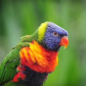 Colchester Zoo  lorikeets