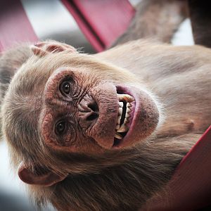 Colchester Zoo Chimp