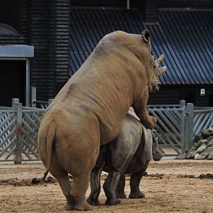 Colchester Zoo White Rhino Mating