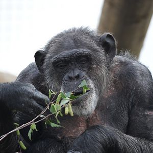 Colchester Zoo Chimp