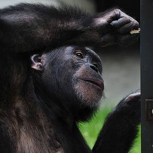 Colchester Zoo Chimp