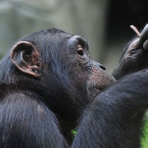 Colchester Zoo Chimp