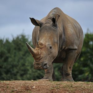 White Rhino Astrid