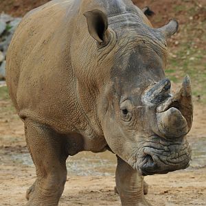 White Rhino Otto