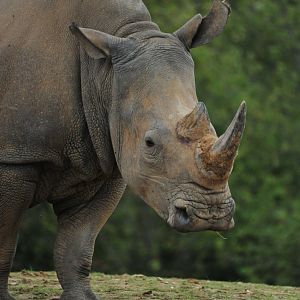White Rhino Astrid