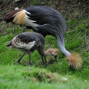 Crowned Crane with chick