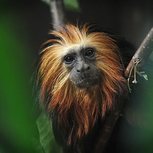 Golden-headed lion tamarin