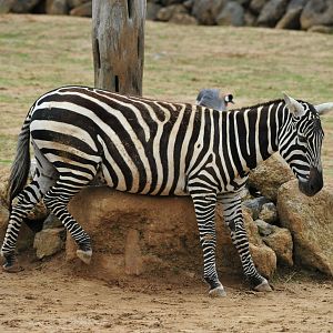 Maneless zebra