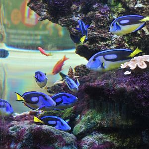 Blue Tangs