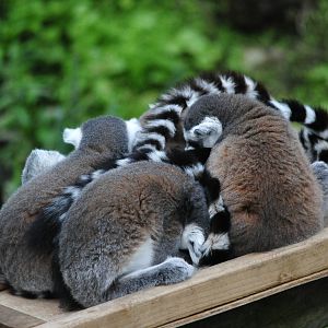 Ring Tailed Lemurs