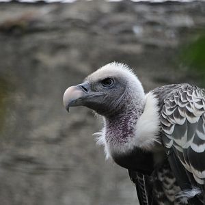 Vulture