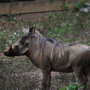 Male Warthog