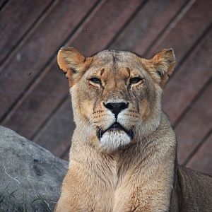 African Lioness