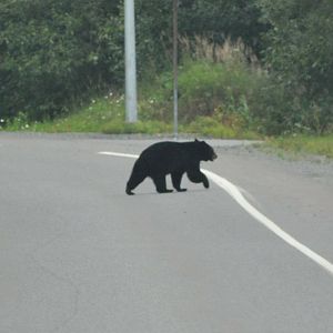 American Black Bear - Alaska