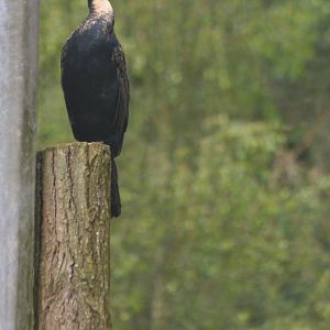 White-breasted Cormorant at Spaycific'Zoo, 13/06/18