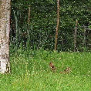 Servals at Spaycific'Zoo, 13/06/18