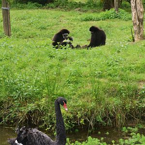 Lar Gibbon and Black Swan at Spaycific'Zoo, 13/06/18