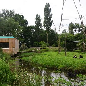 Lar Gibbon Enclosure at Spaycific'Zoo, 13/06/18
