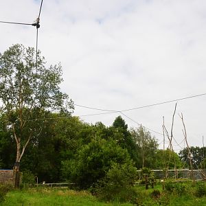 Lar Gibbon Enclosure at Spaycific'Zoo, 13/06/18