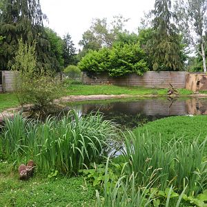 Asian Short-clawed Otter Enclosure at Spaycific'Zoo, 13/06/18