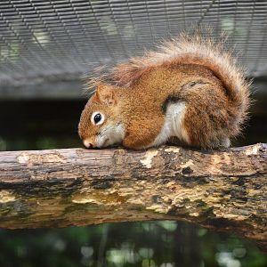 American Red Squirrel at Spaycific'Zoo, 13/06/18