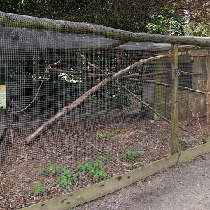American Red Squirrel Enclosure at Spaycific'Zoo, 13/06/18