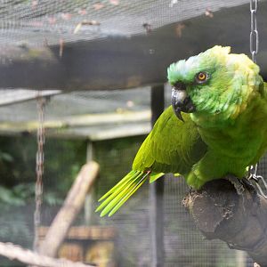 Yellow-naped Amazon at Spaycific'Zoo, 13/06/18