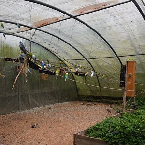 Australian Walkthrough Aviary at Spaycific'Zoo, 13/06/18
