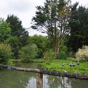 Crane Enclosure at Spaycific'Zoo, 13/06/18
